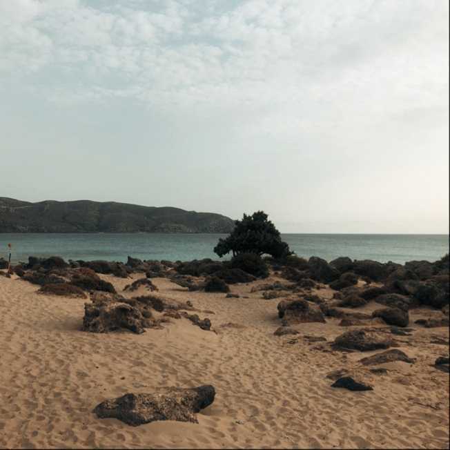 sandy beach with cedars
