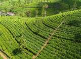 bird's eye view of tea plantations