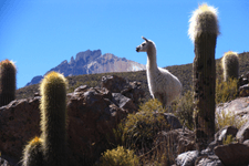 llama among cacti in the mountains