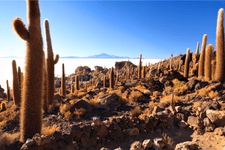 cacti in the mountain space