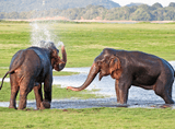 elephants spraying each other with water