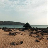 piaszczysta plaża z cedrami