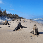 stare pnie drzew na plaży
