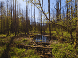 a small lake surrounded by trees