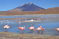 flamingos in the water